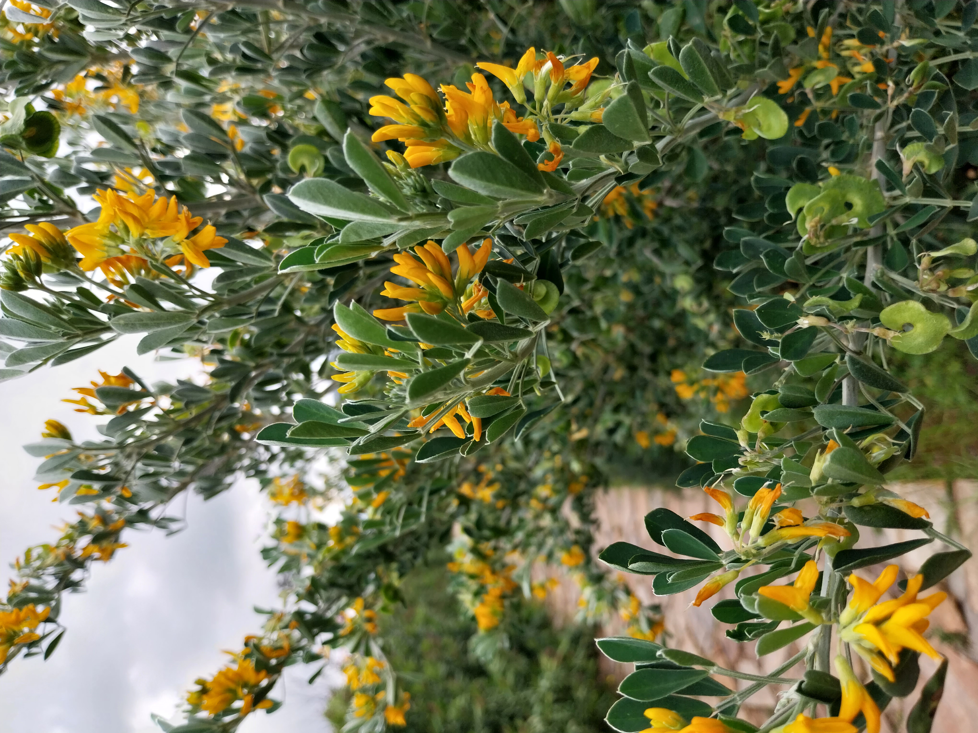 A gorse bush with strong deep greens and cheerful yellow flowers