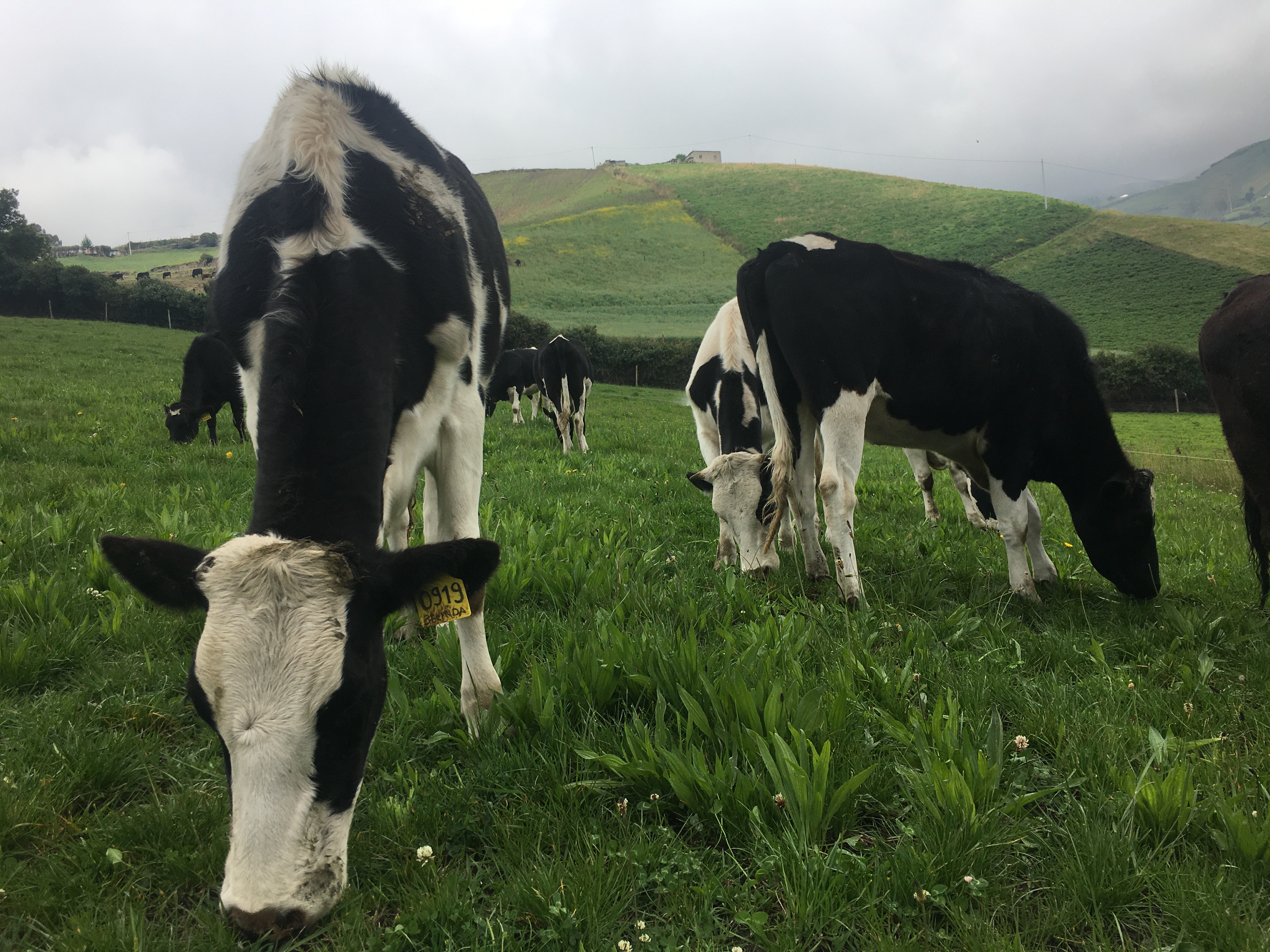 Vacas pastorean ryegrass y llantén en una zona montañosa.