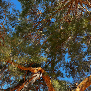 Myth and Magic of The Trees of Ireland-Pine