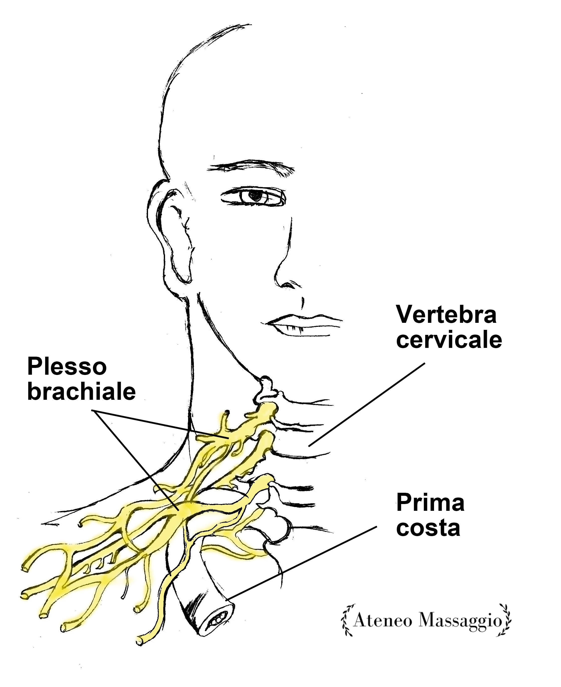 corso massaggio terapeutico anatomia