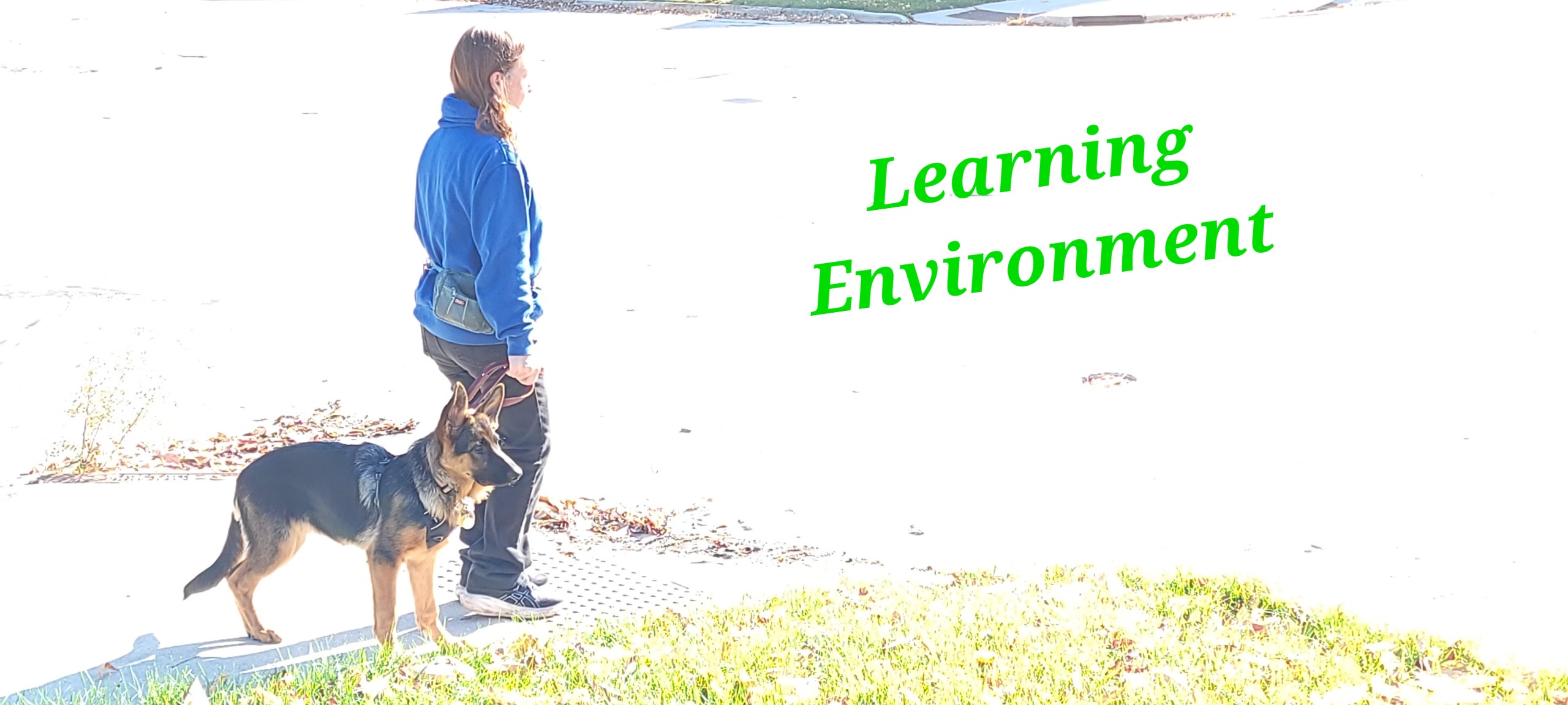 Mecca Curtice Sheboygan Dog Trainer walking a dog.