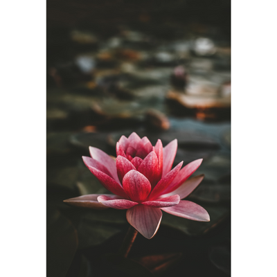 lotus flower