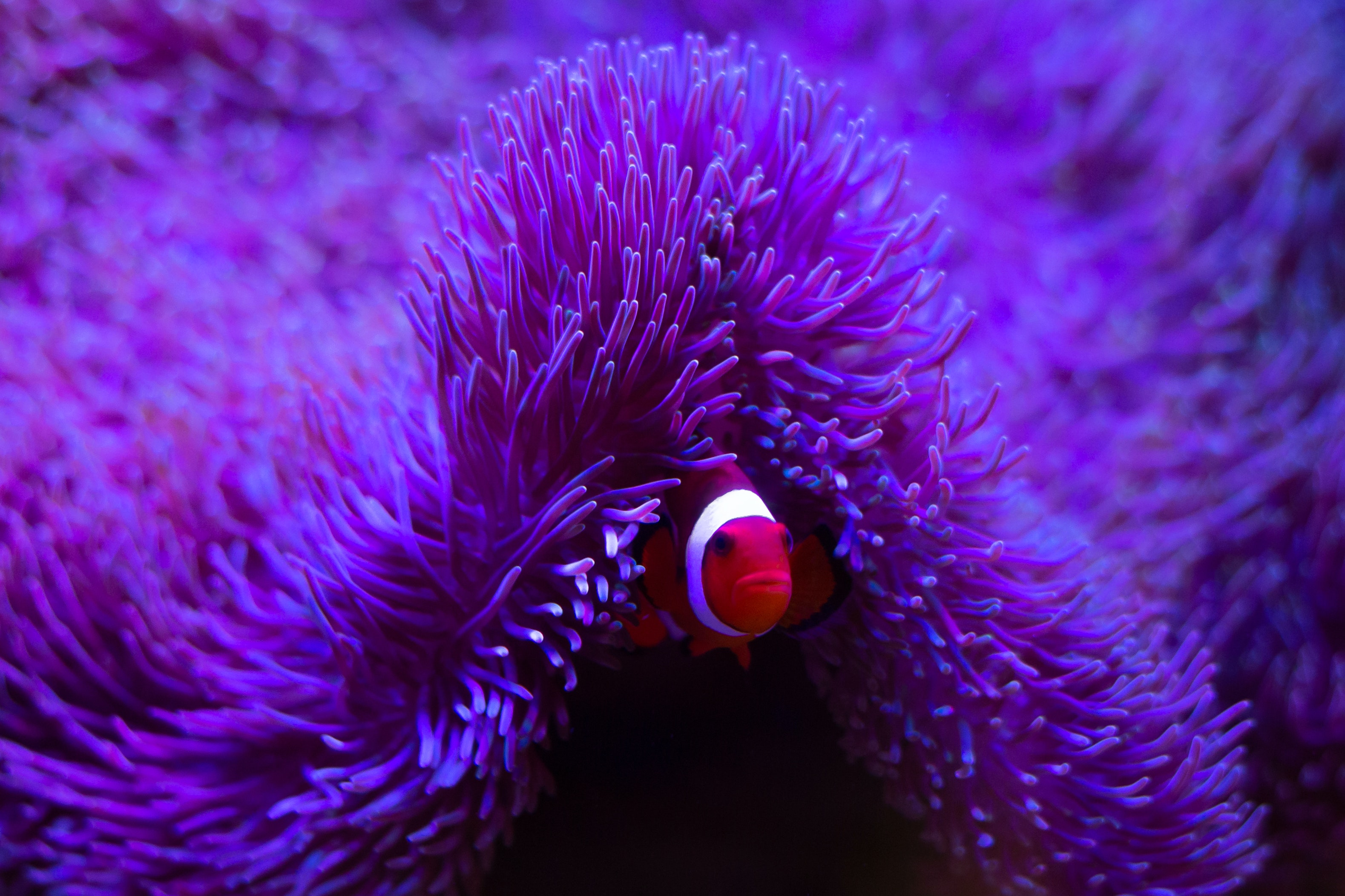 fish in sea anemone