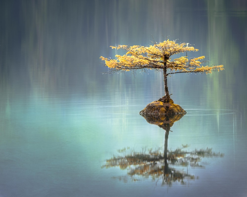 Tree in reflection