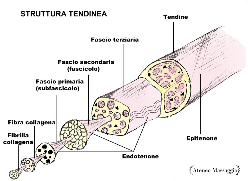 Anatomia massaggio tendini