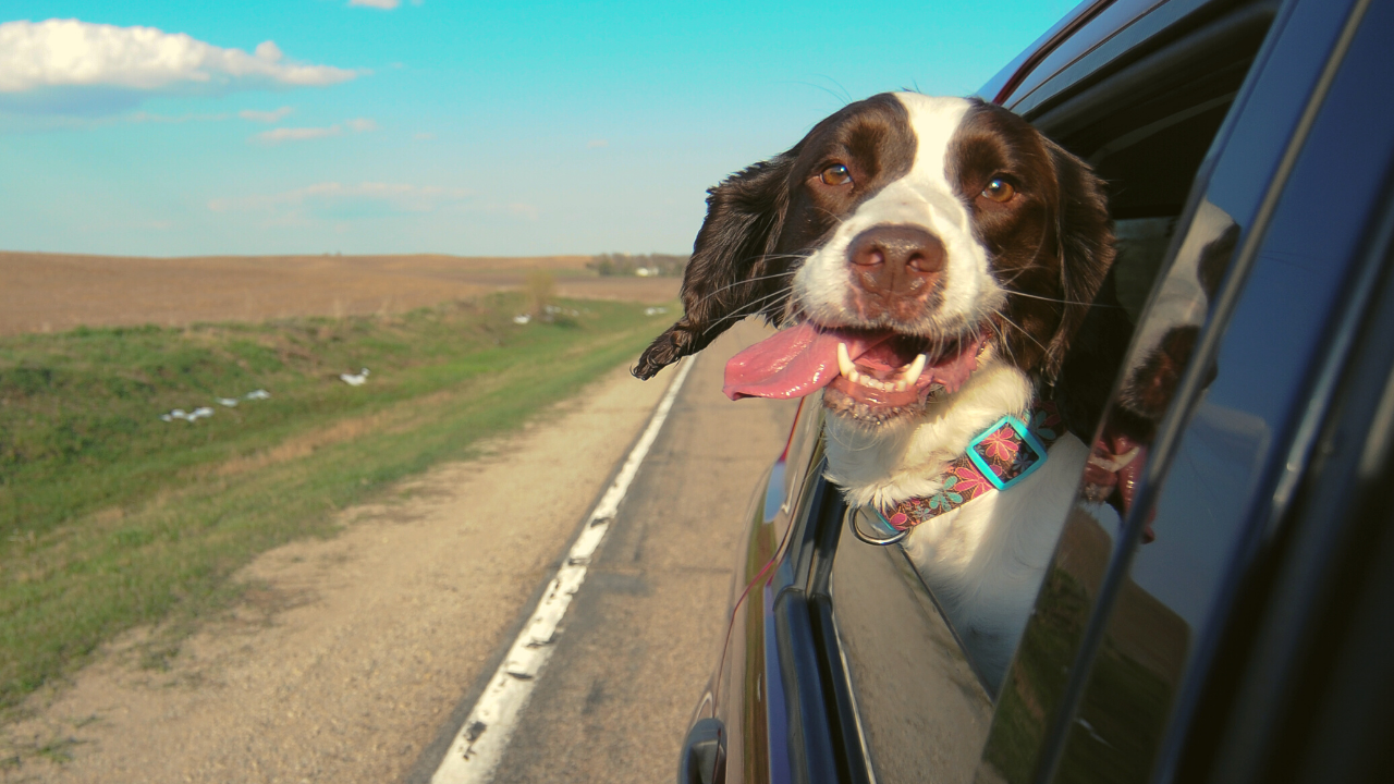 happy dog on road trip