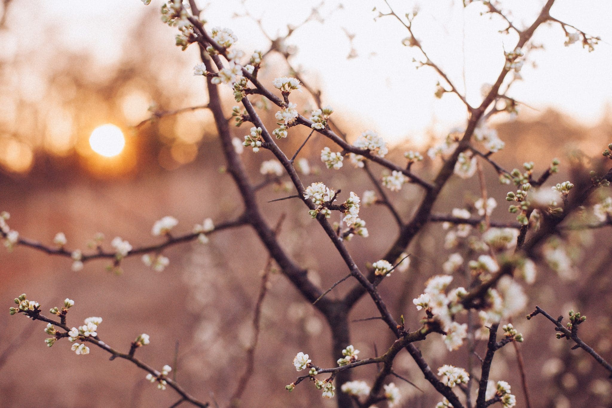 Cherry Blossoms