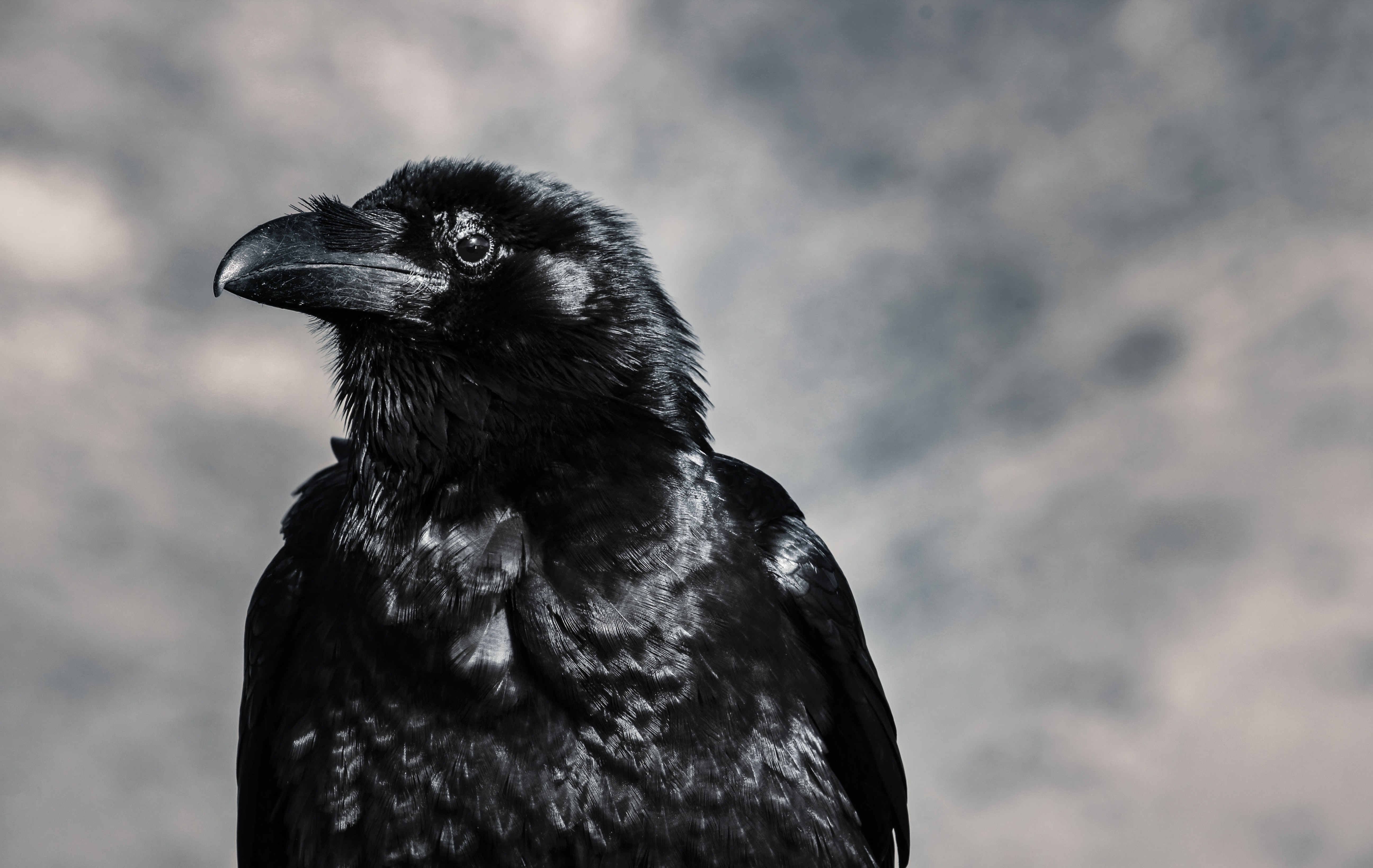 Raven