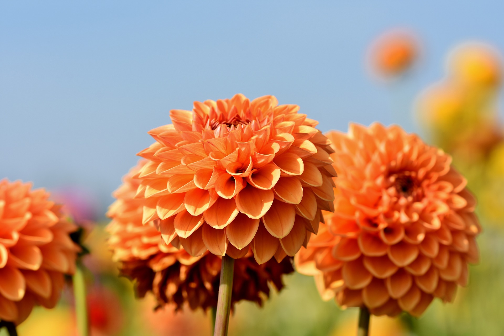 Dahlias