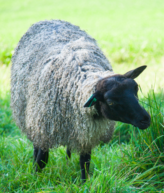 Starting your Flock