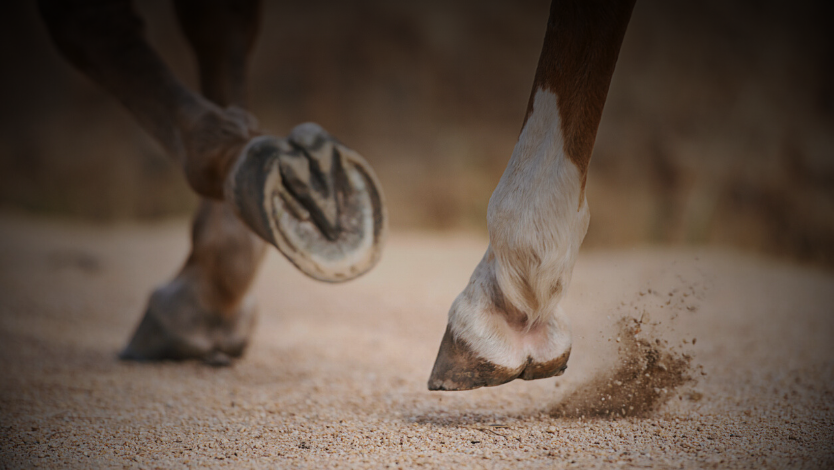 Horse trotting from fetlock down