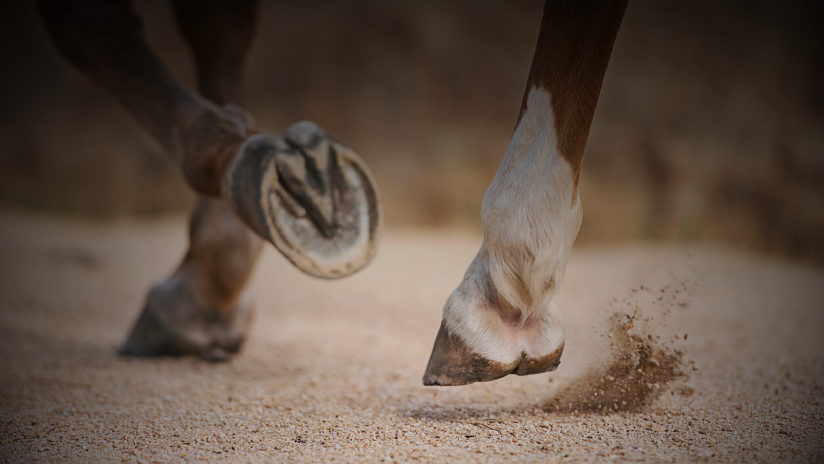 Equine injury