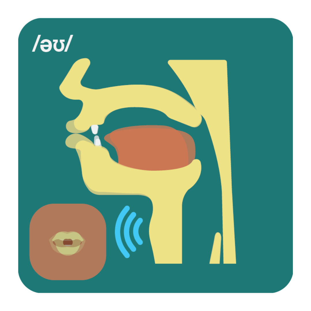 A picture of the cross section of a mouth pronouncing an English vowel