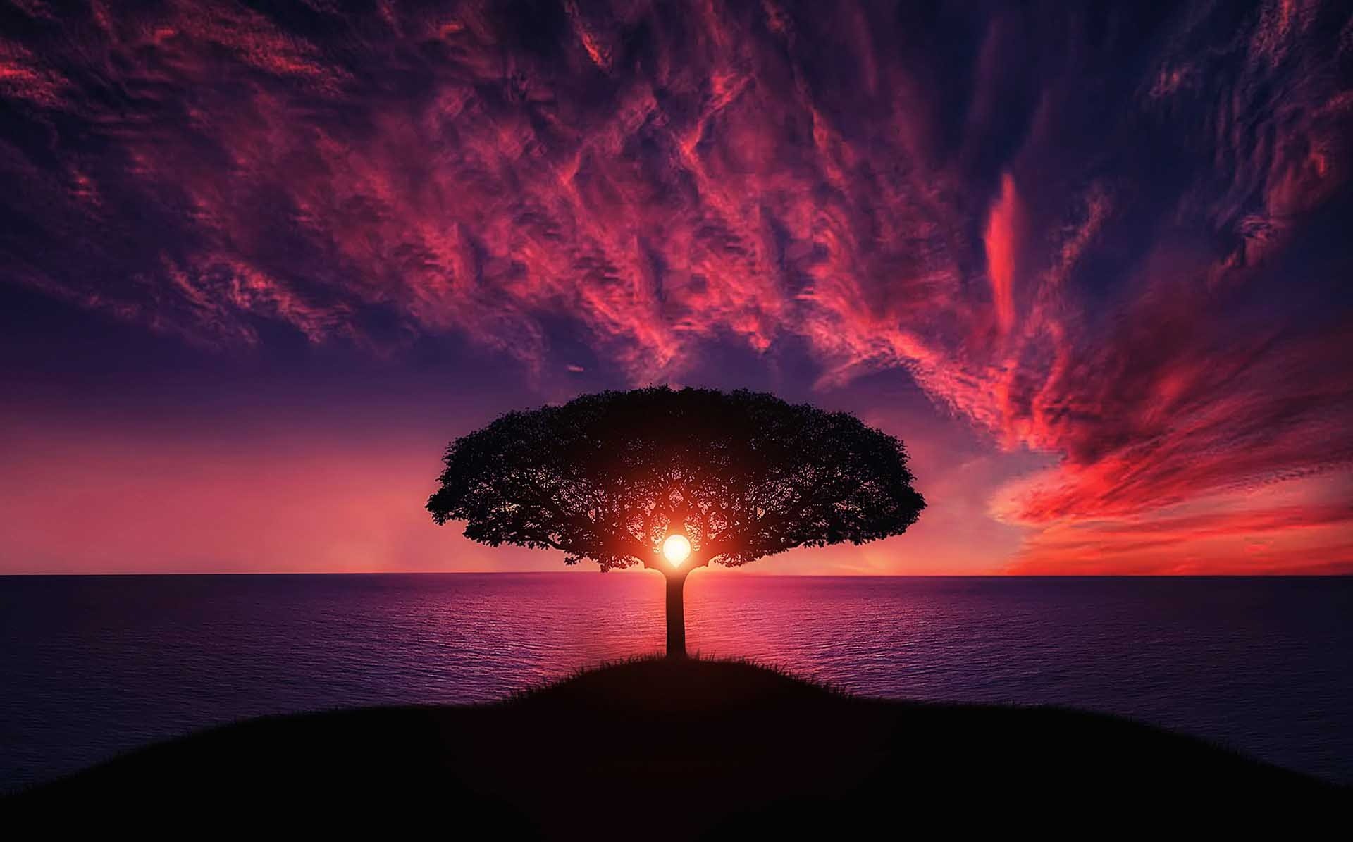 Tree at Sunset for Zen Ed Academy, Self Love Challenge