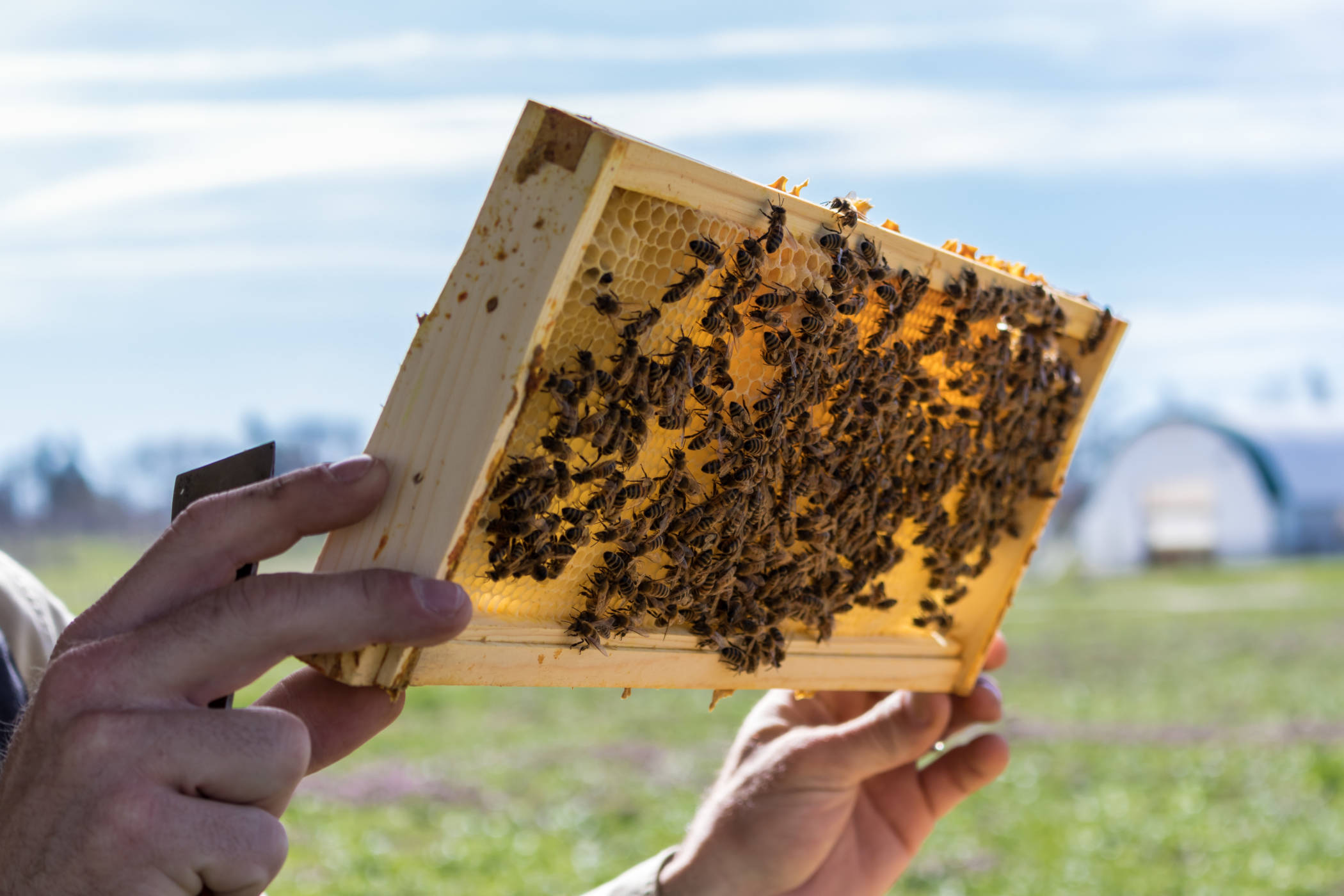 Treatment-Free Beekeepers