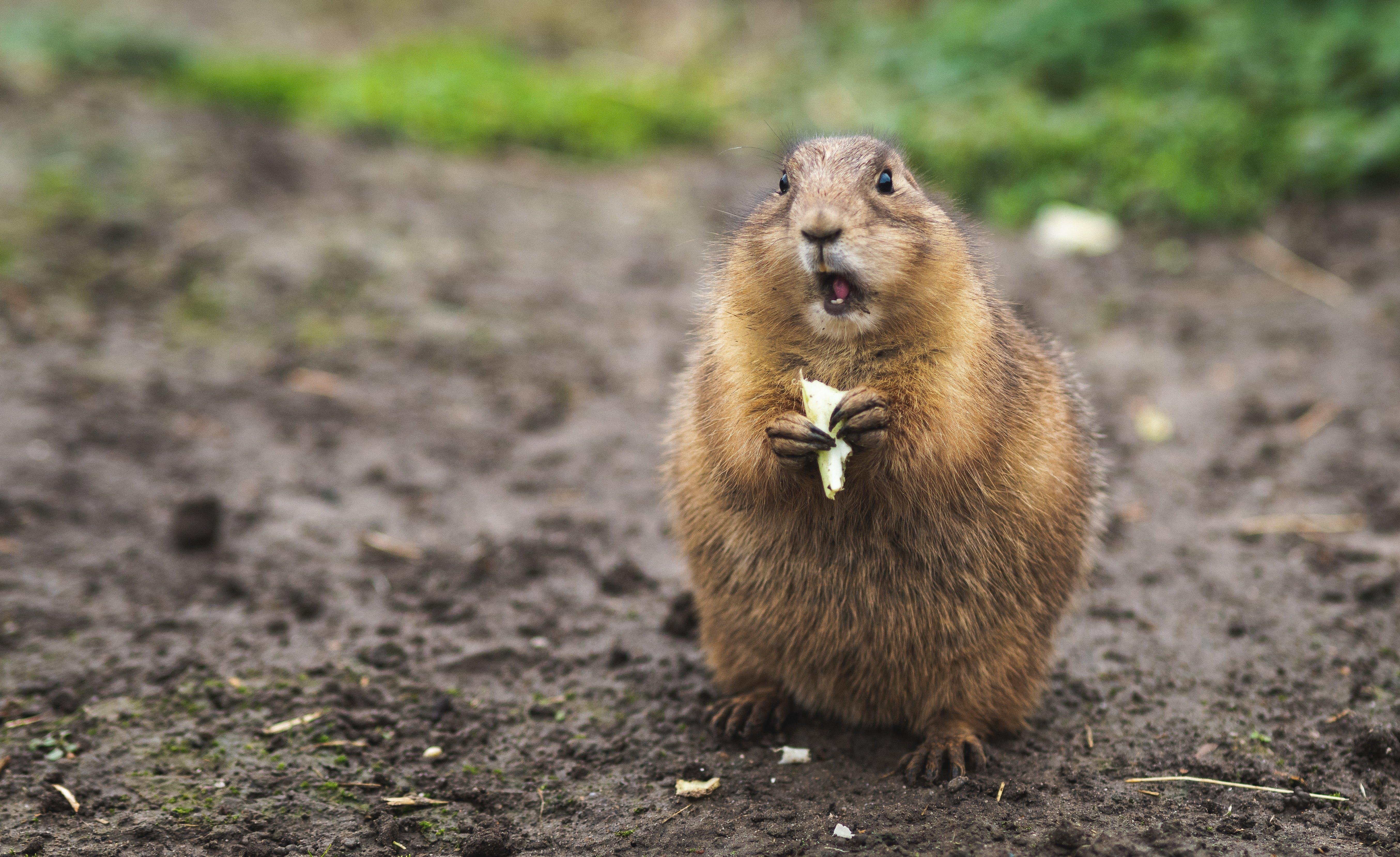 Rodents: WTF is that thing?!?!