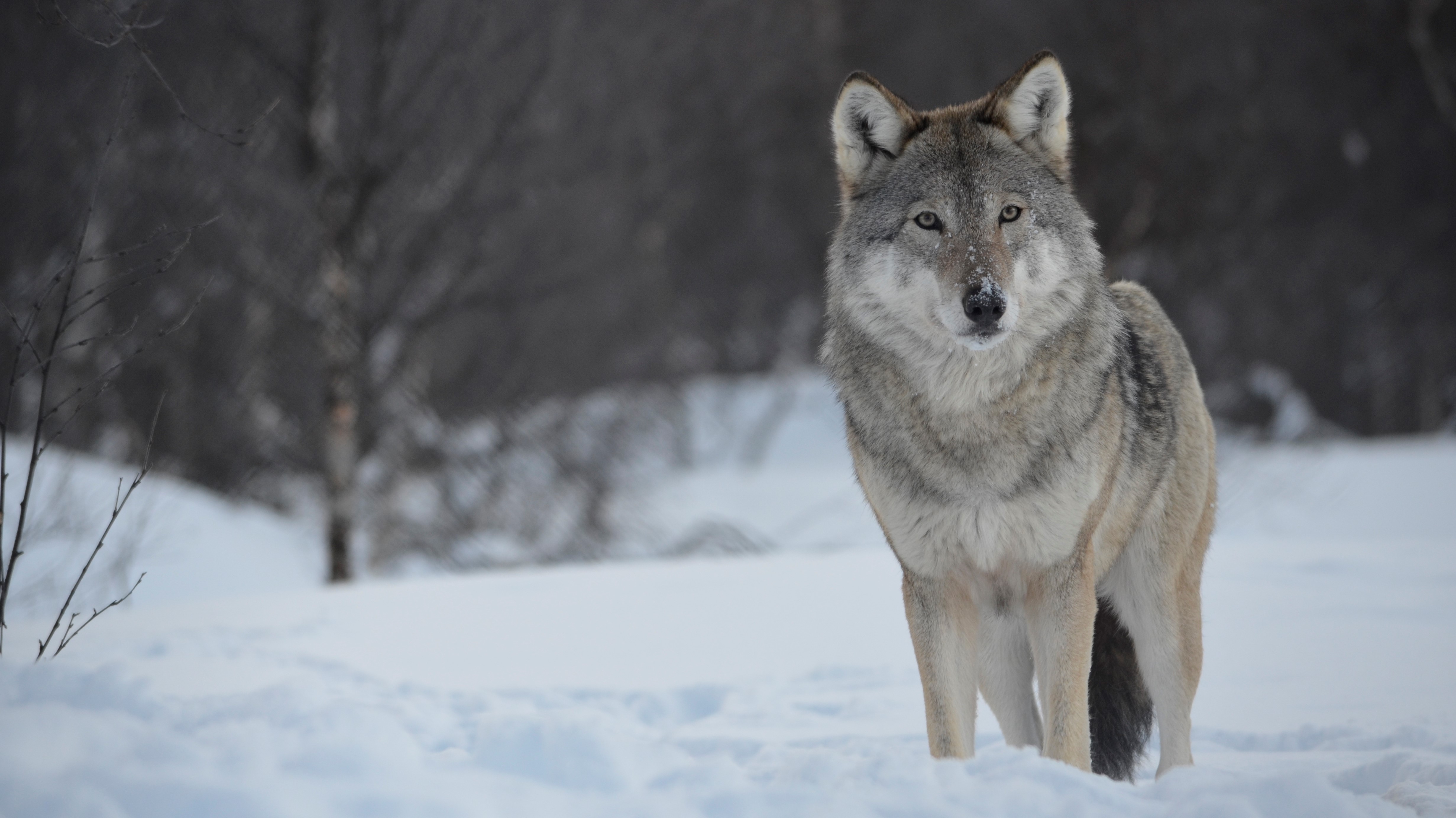 Wolf Dog in the Snow