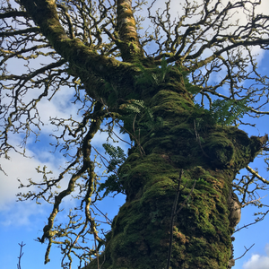 Myth and Magic of The Trees of Ireland-Ash