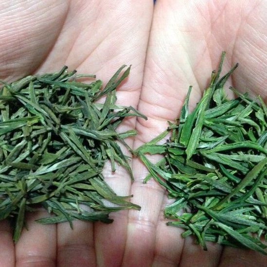 white tea farming