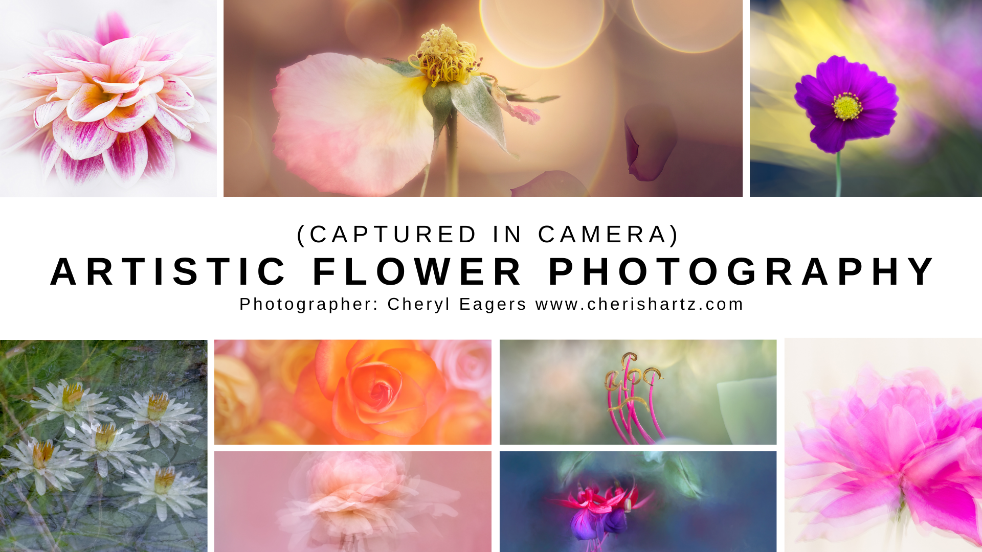 how to use your camera to take artistic and interesting flower photographs