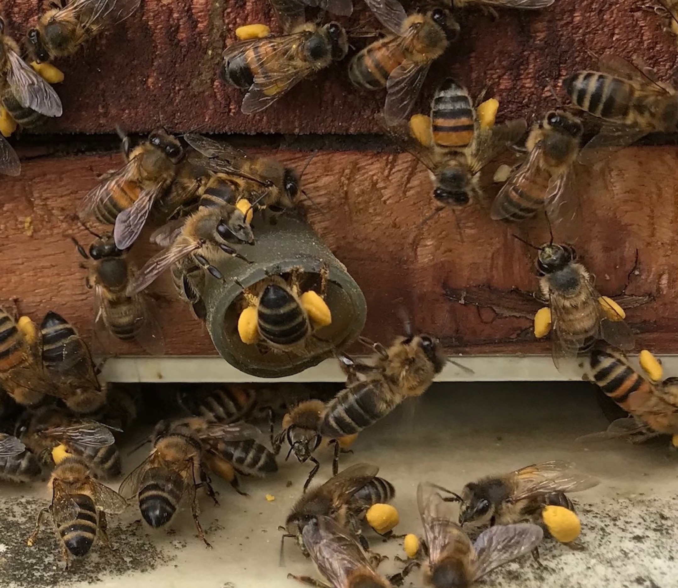 abejas entrando a la colmena con polen