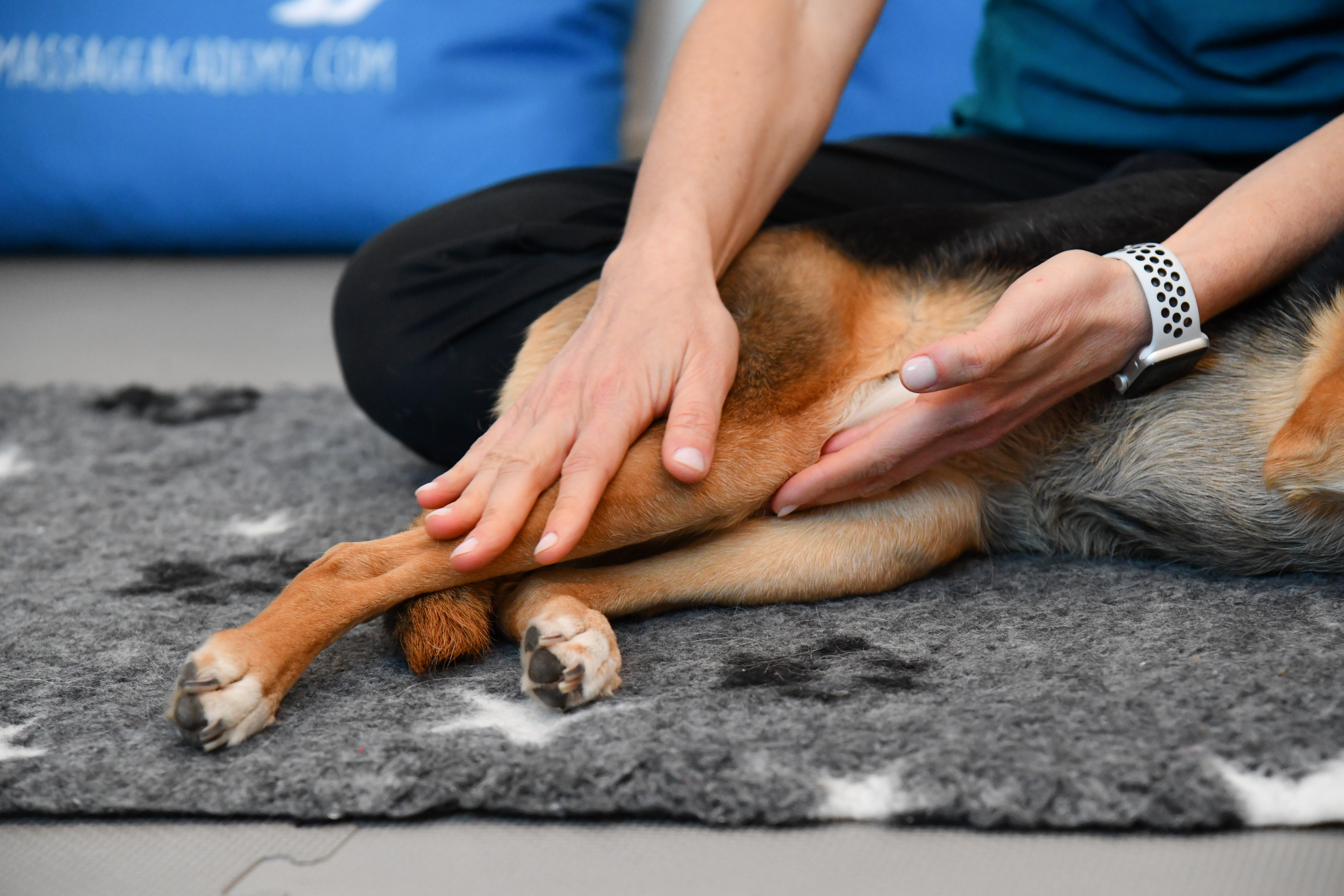 dog massage academy