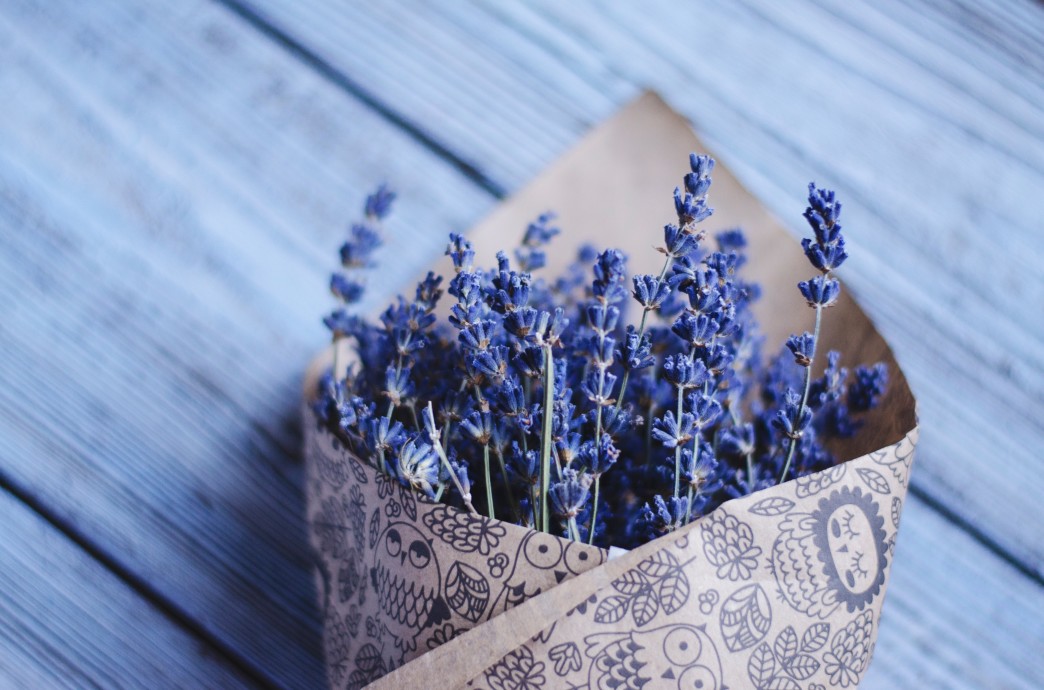 Avviare una coltivazione di lavanda