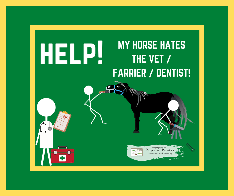 HELP! MY HORSE HATES THE VET / FARRIER / DENTIST!