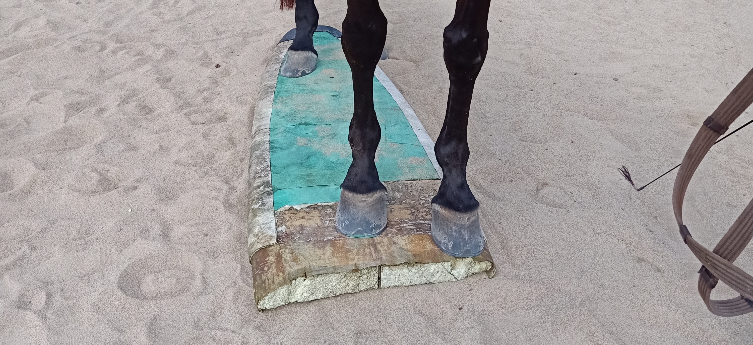 Horse standing on a surfboard