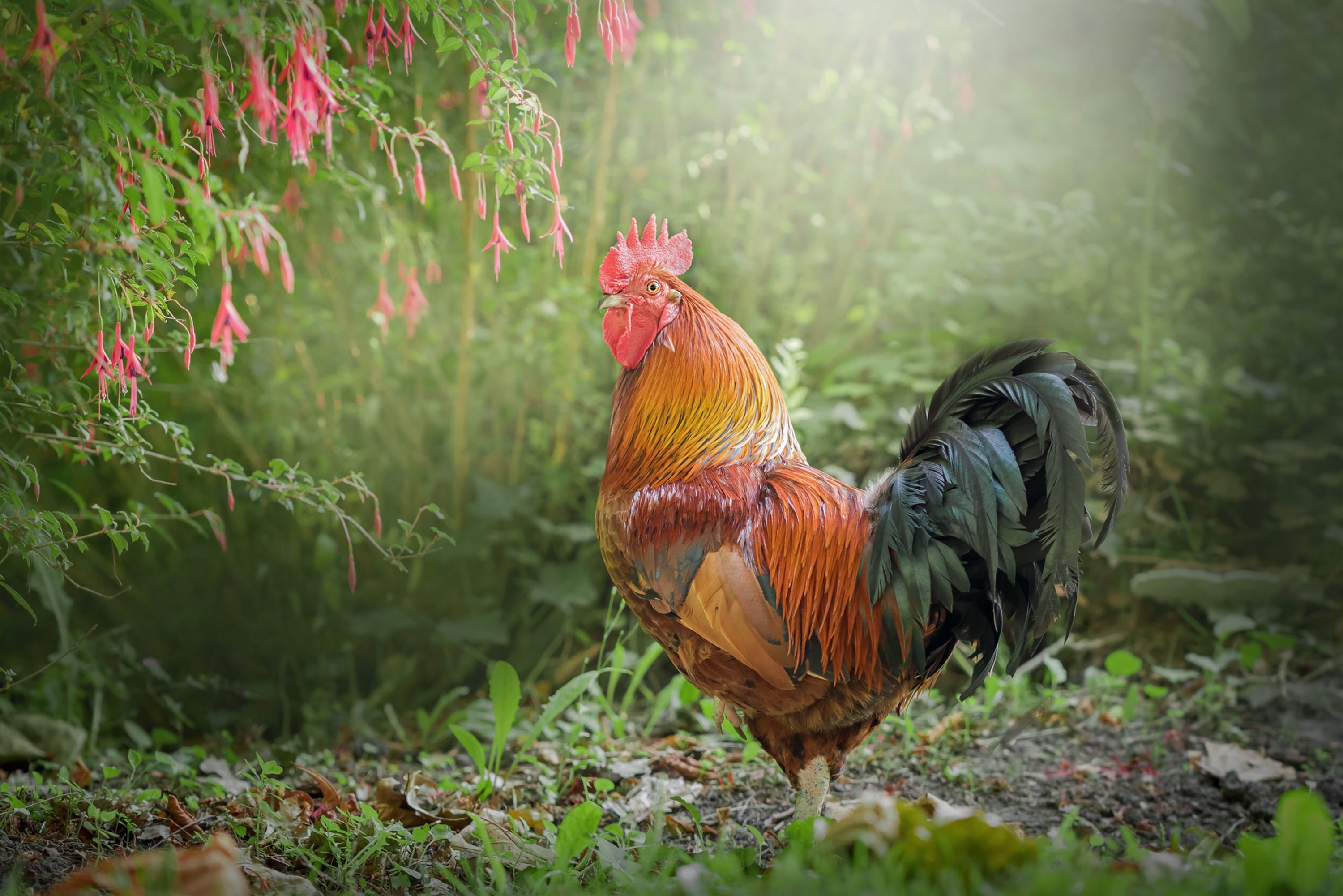 Un coq en pleine nature