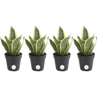 Snake Plant, Mother-In-Law's Tongue