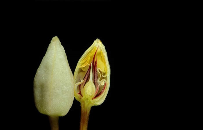 Cacao Flower