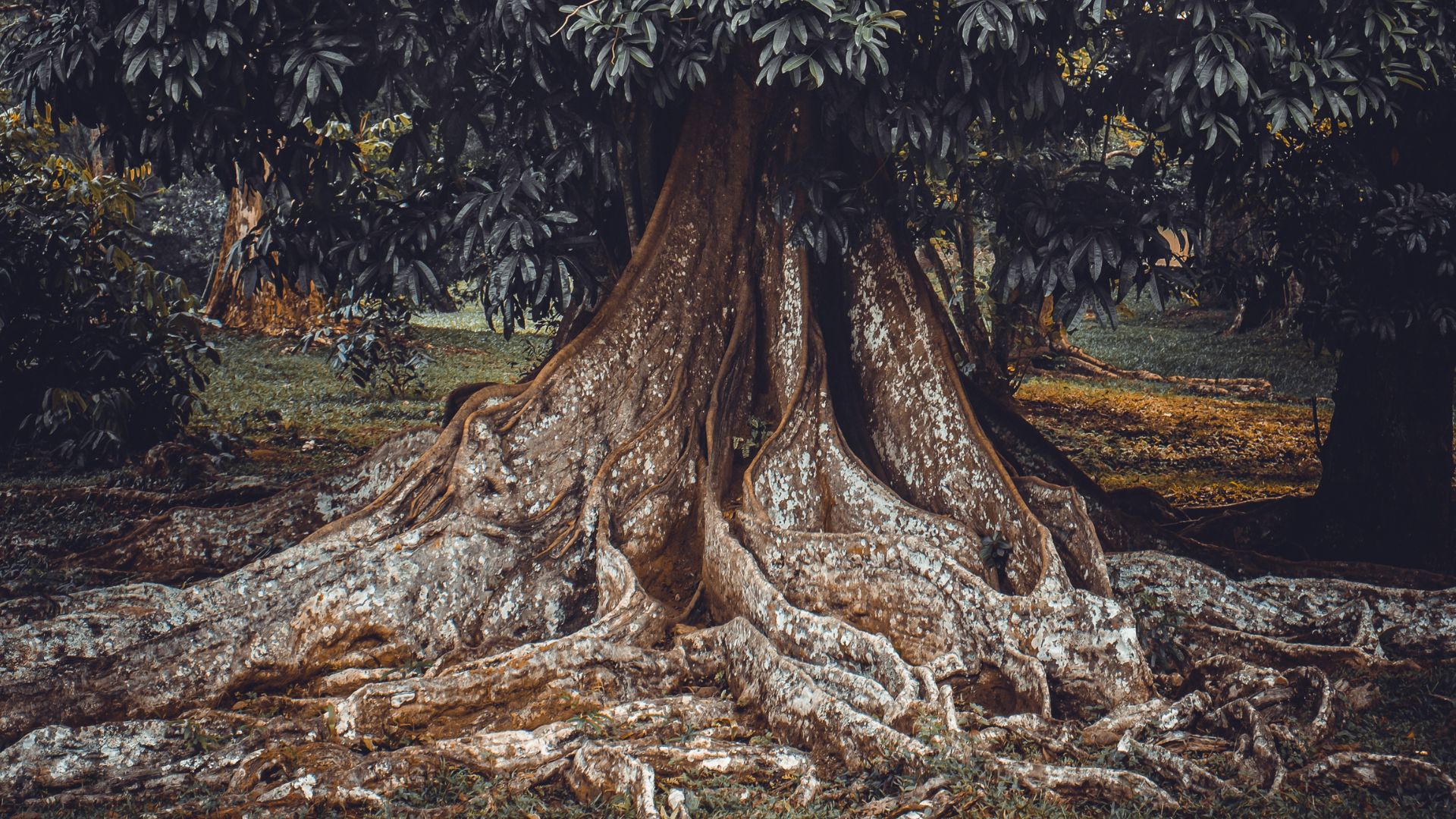 the tree roots of an ancient tree sprawl across the earth dominating the foreground, the lower branches and leaves are visible as well