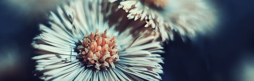 Close up of flowers