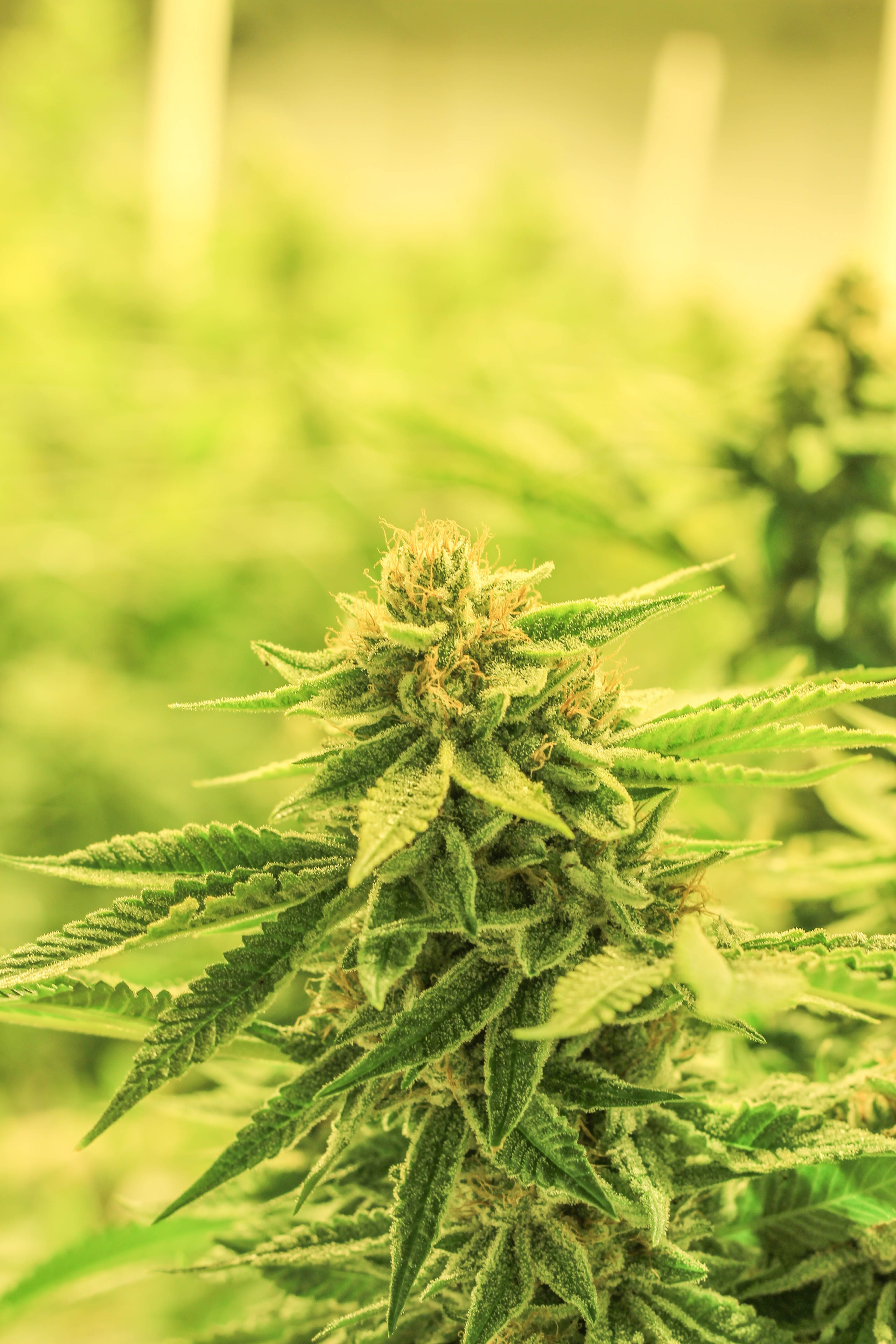 Medical Cannabis Plant