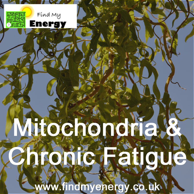 Image for the blog post Mitochodria and Chronic Fatigue