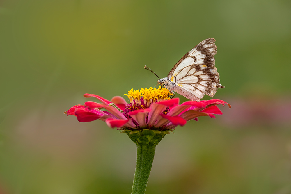 Tour of flower farm by Mackay Photographer Cheryl Eagers