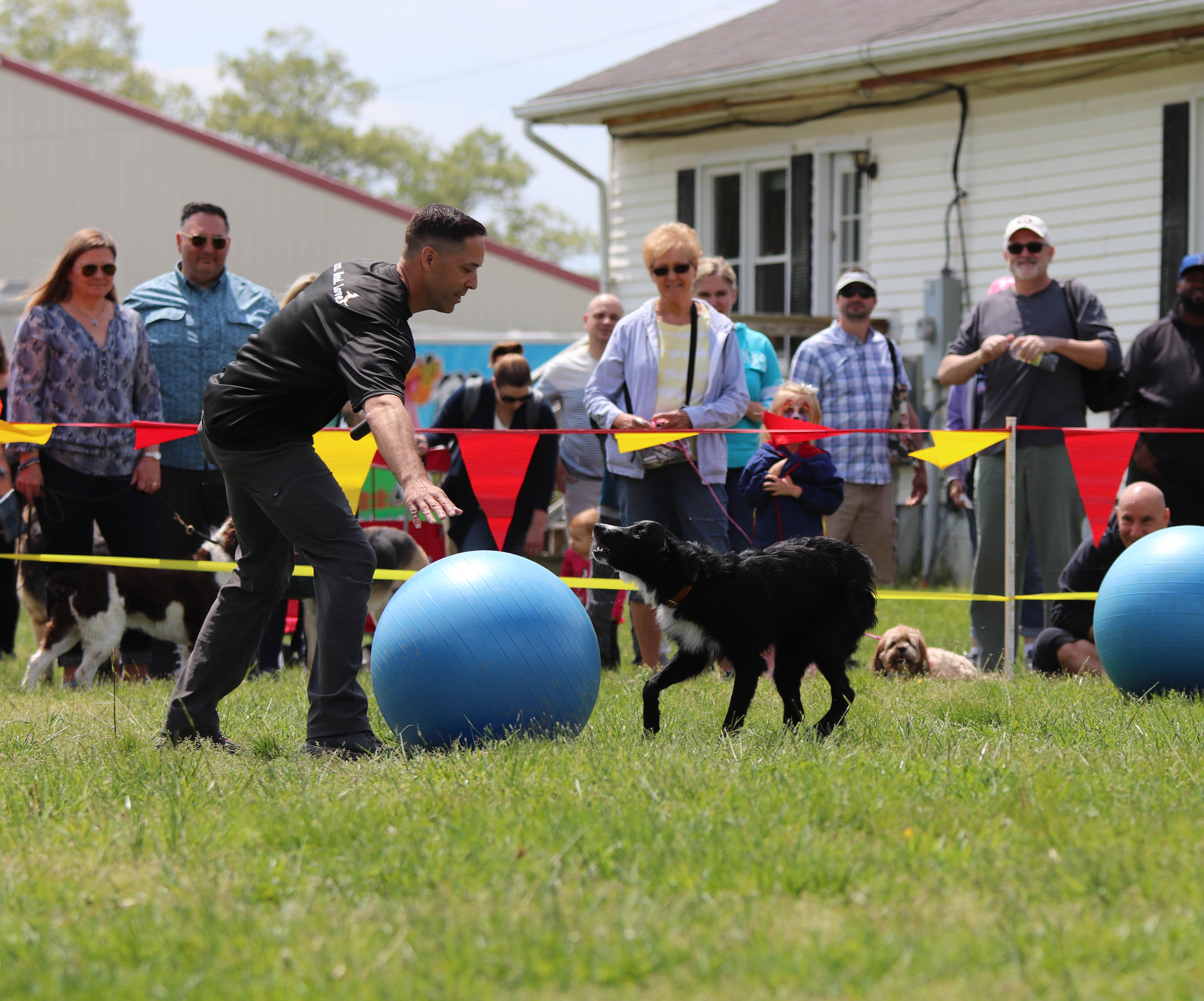 Intro to Treibball: Urban Herding is Great Dog Sport · The Wildest