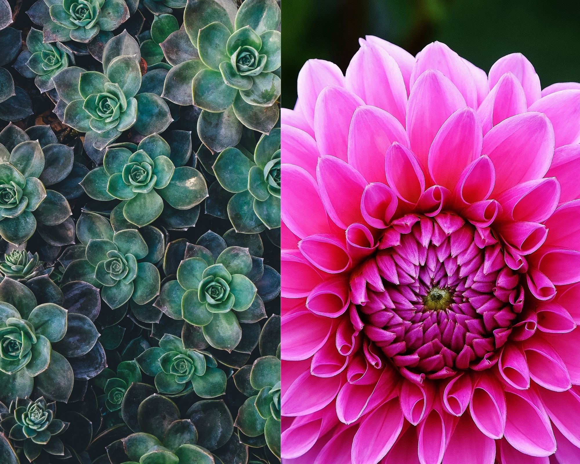 Succulents and Dahlias