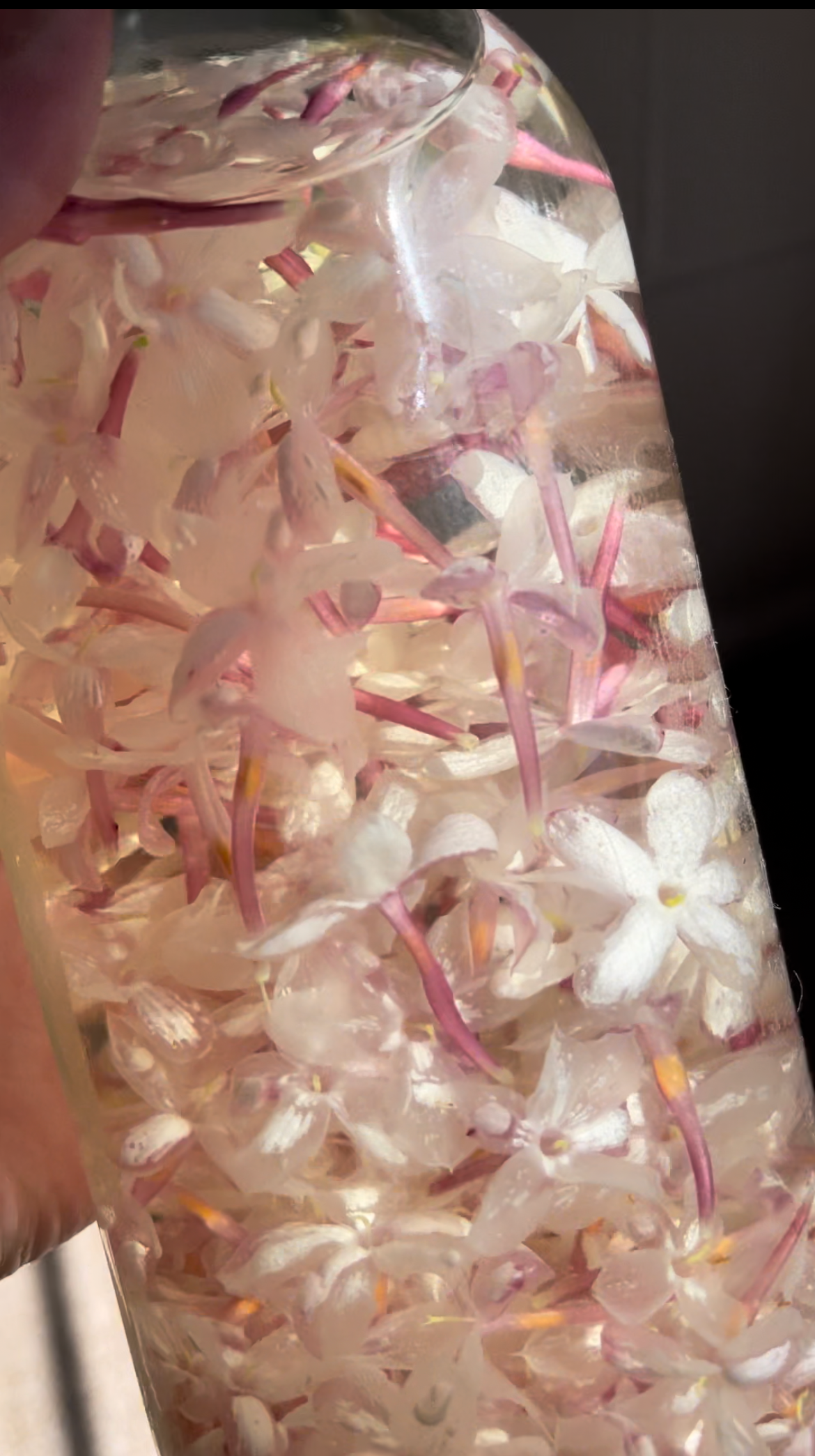 tincture of fresh jasmine blossoms in alcohol in a glass bottle