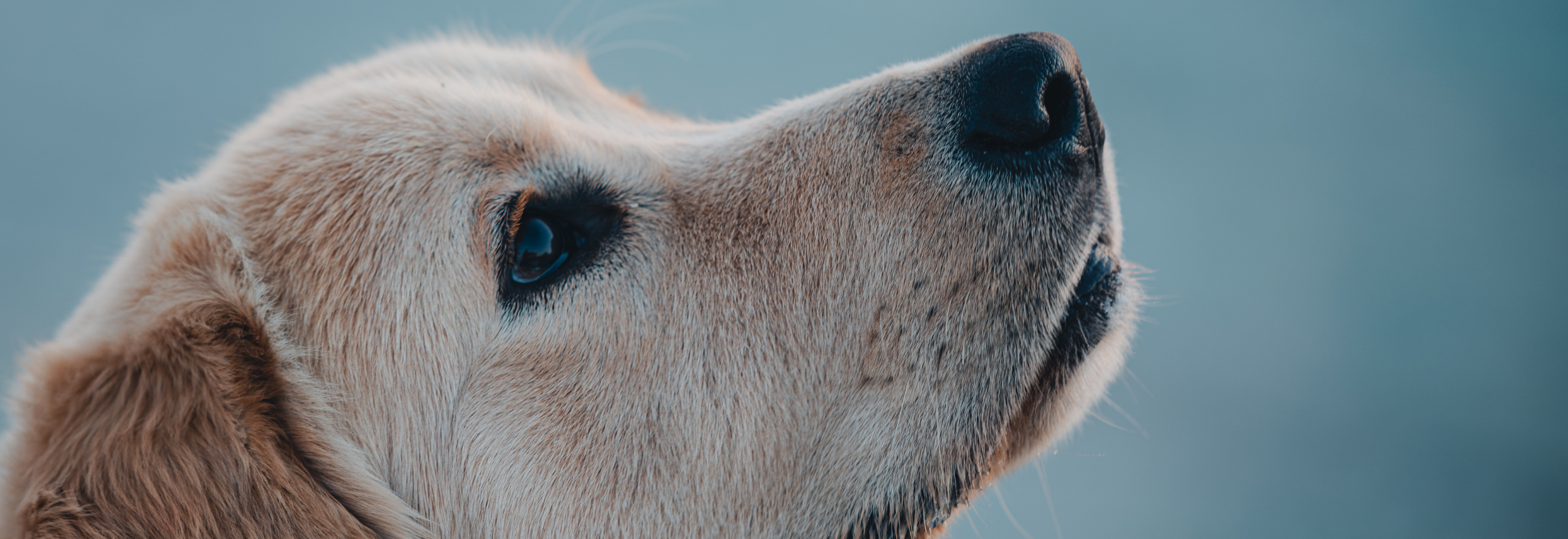 A Golden Retriever looking up