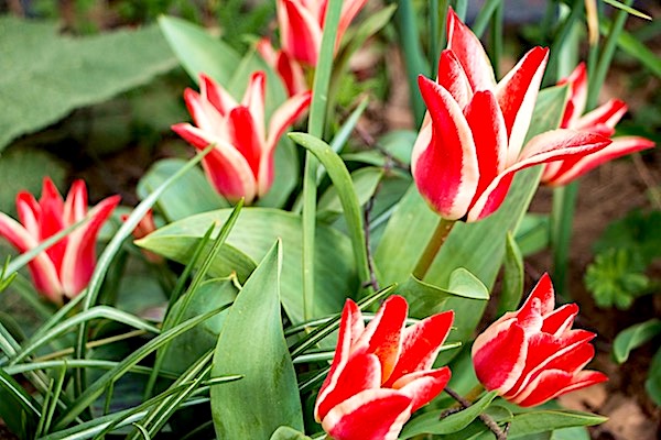 Red and white striped tulips which are the symbol of Parkinson's