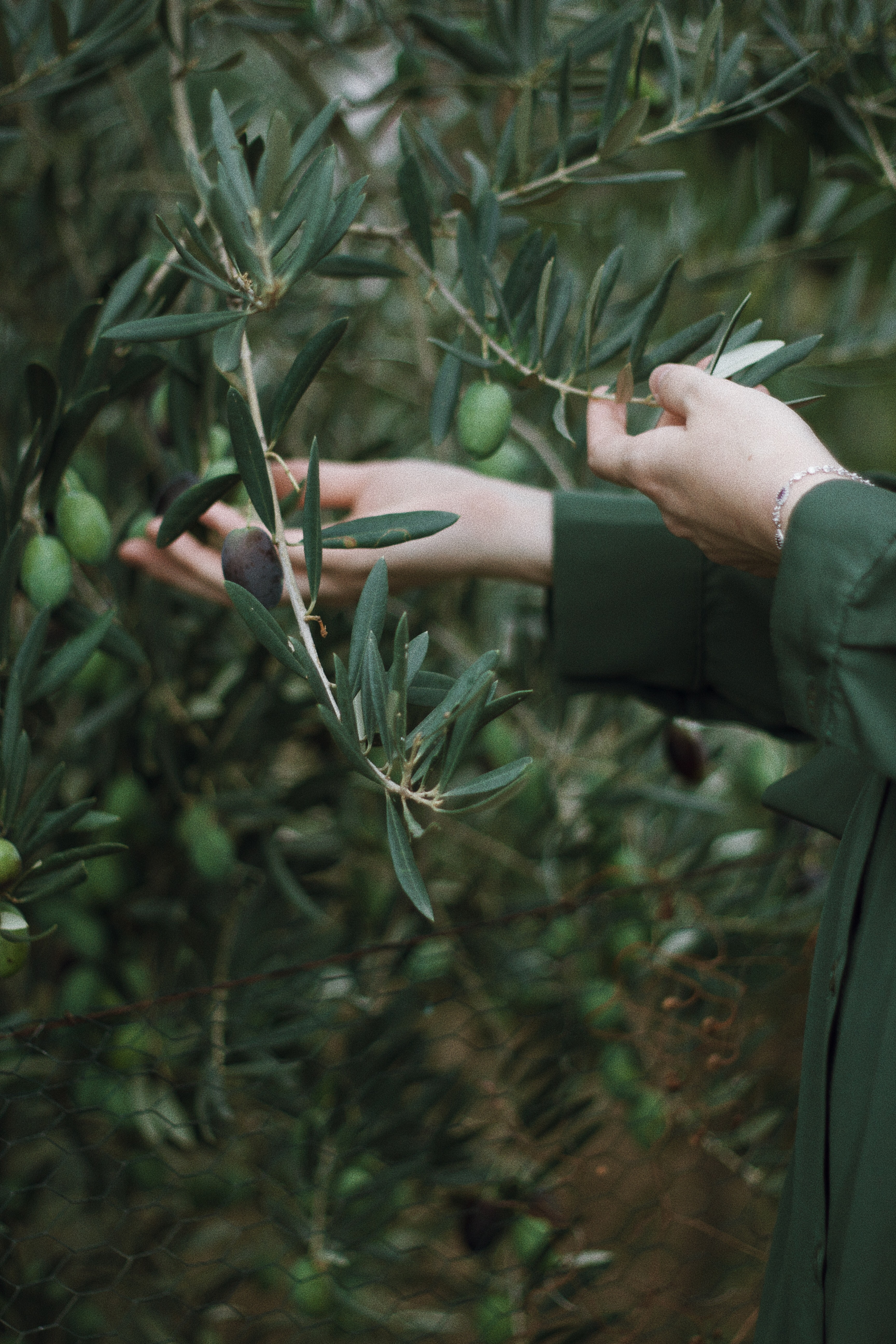 Hands holding leaves