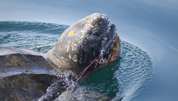 Leatherback Turtle - Joana Augusto