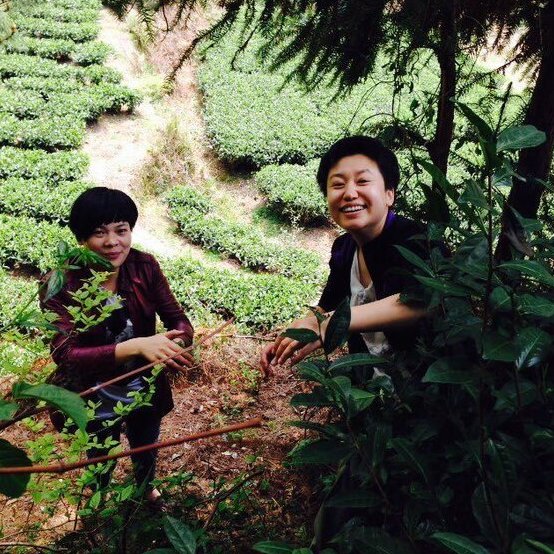 white tea farming