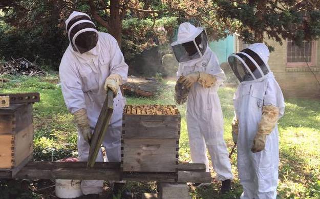 beekeeping with family Ilia Rashad, Barak, & Kushmir