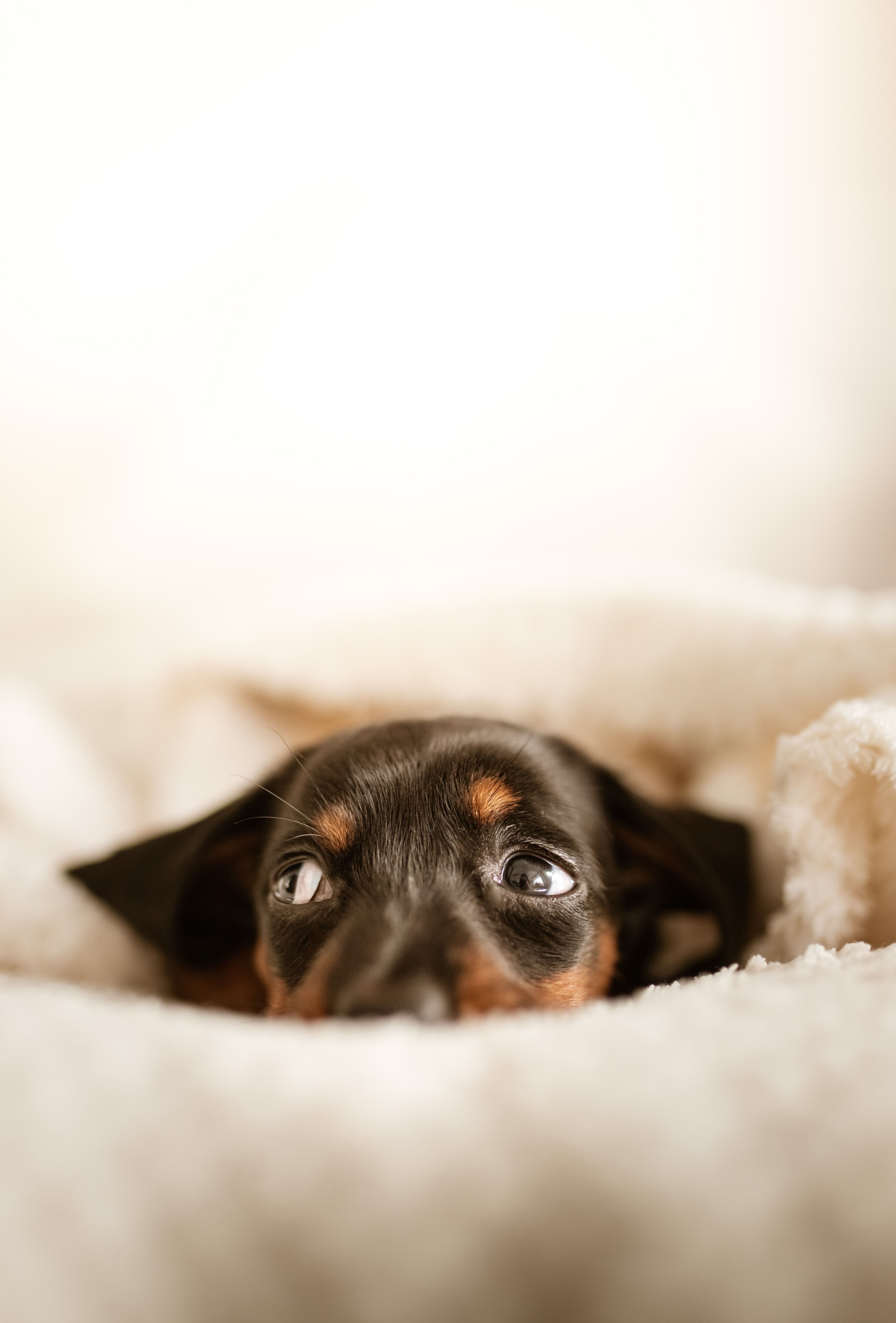 scared puppy peeking out from uunder blanket