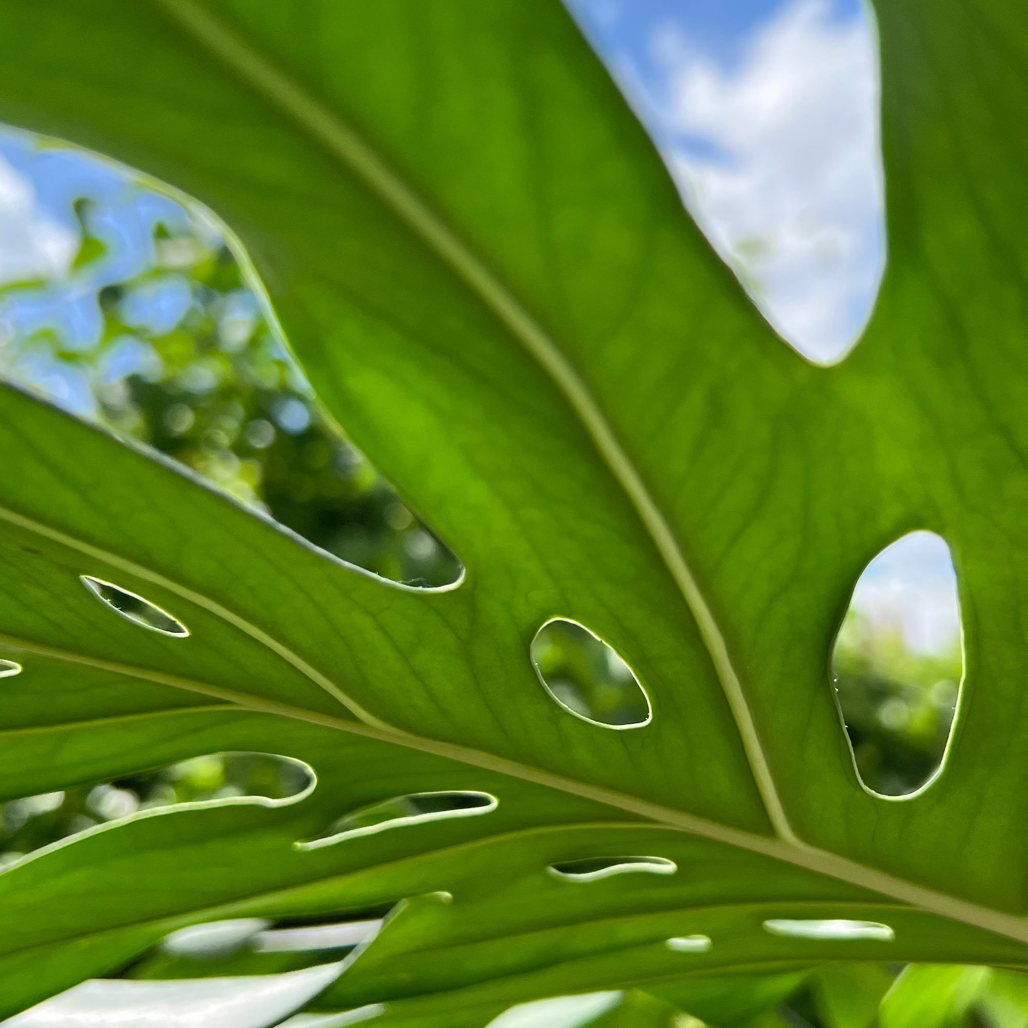 Monstera leaf, inspiration.