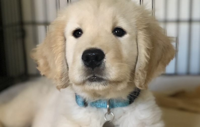 a photograph of a golden retriever puppy representing an online training course for crate training a puppy 