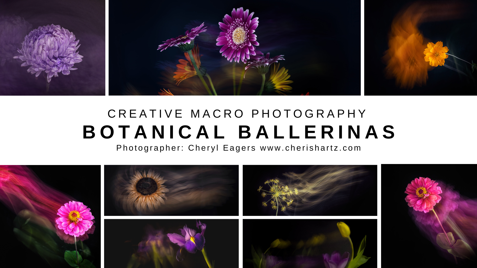 macro photography flowers dancing online tutorial